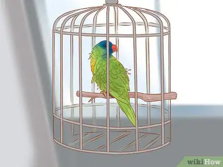 Image titled Treat Chlamydiosis in Lories and Lorikeets Step 11