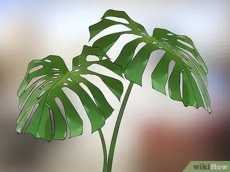 Image titled Choose Low‐Maintenance Houseplants Step 21