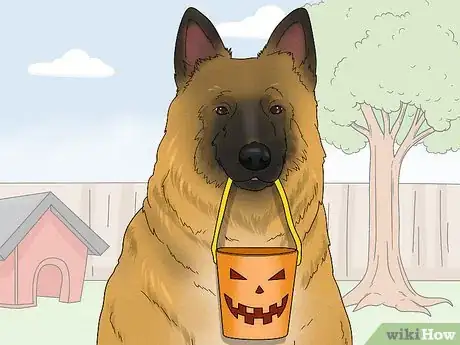 Image titled Identify a Belgian Tervuren Dog Step 15