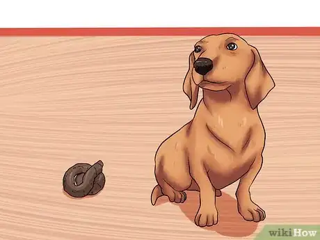 Image titled Solve Digestive Problems With Small Dogs Step 1