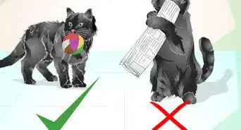 Train an Old Stubborn Cat to Do Tricks