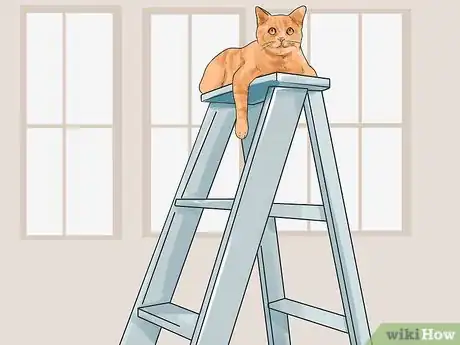 Image titled Teach a Cat to Climb a Ladder Step 12