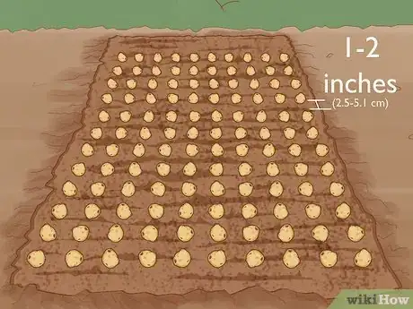 Image titled Plant English Bluebell Bulbs Step 11