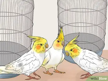 Image titled Keep Multiple Cockatiels Step 4