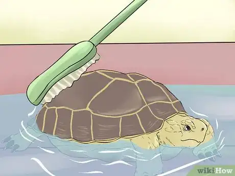 Image titled Bathe a Russian Tortoise Step 8