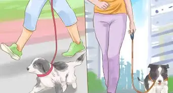 Adopt Multiple Dogs at One Time