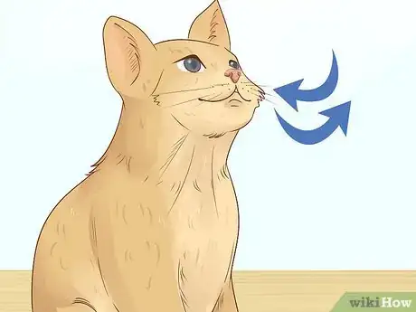 Image titled Diagnose and Treat Chlamydiosis in Cats Step 5