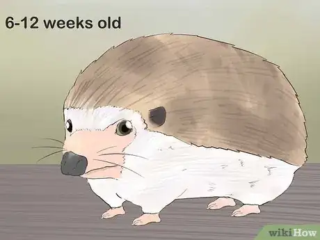 Image titled Buy a Hedgehog Step 6