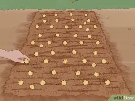 Image titled Plant English Bluebell Bulbs Step 10