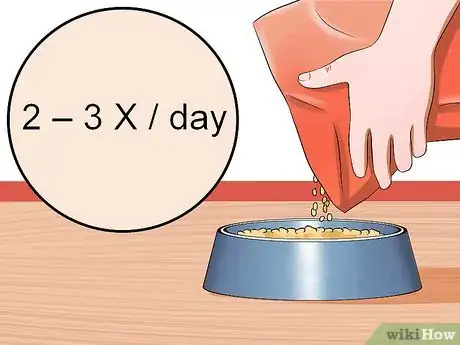 Image titled Care for American Shorthair Cats Step 6