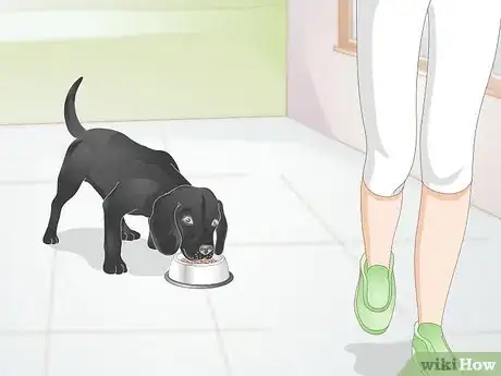 Image titled Create a Feeding Routine for Your Dog Step 6