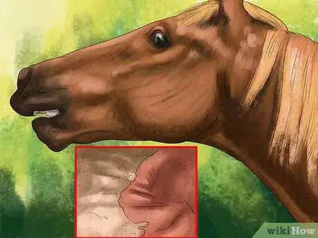 Image titled Spot Ulcer Symptoms in Horses Step 1