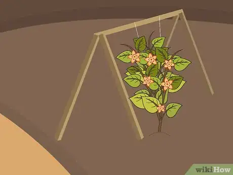 Image titled Plant Begonia Bulbs Step 09