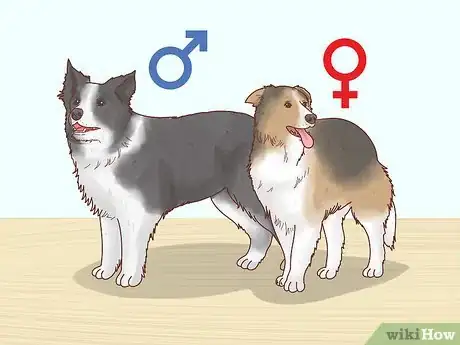 Image titled Choose a Border Collie Step 3