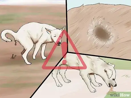 Image titled Check the Health of a New Dog Step 12