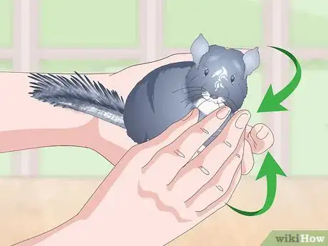 Image titled Prevent Chinchillas from Developing Hairballs Step 6