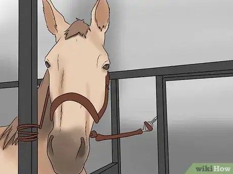 Image titled Load a Frightened Horse Into a Horse Trailer Step 4