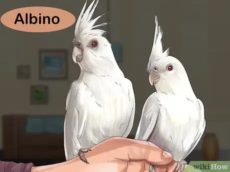 Image titled Pick a Cockatiel Step 15