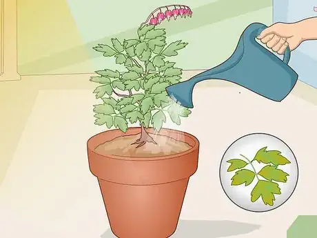 Image titled Care for a Bleeding Heart Step 13