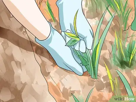 Image titled Grow Nasturtiums Step 7