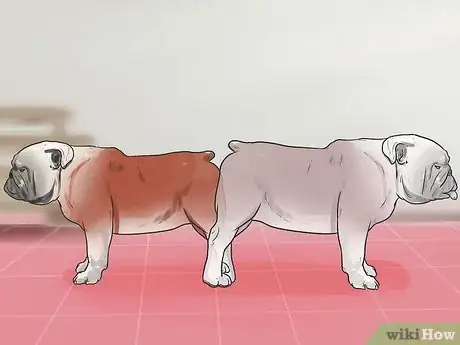 Image titled Get Dogs to Mate Step 23