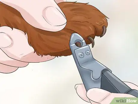 Image titled Care for a Havana Brown Cat Step 2