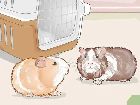Image titled Prepare for Your New Guinea Pig Step 16