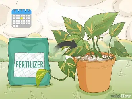 Image titled Care for a Golden Pothos Step 8