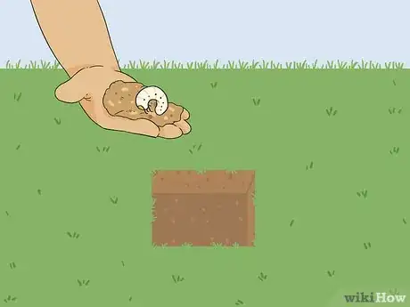 Image titled Bring Back Dead Grass Step 1