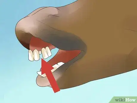 Image titled Take Proper Care of Your Horse's Teeth Step 8