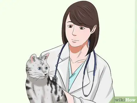 Image titled Care for American Shorthair Cats Step 2