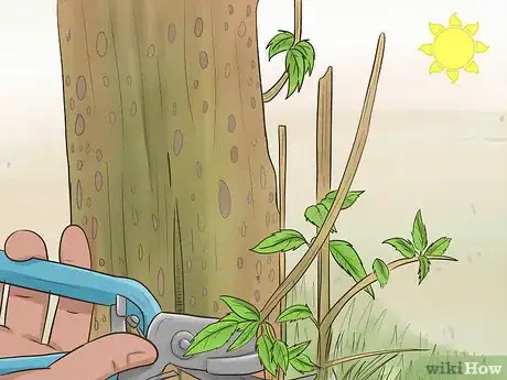 Image titled Prune Pomegranate Trees Step 5