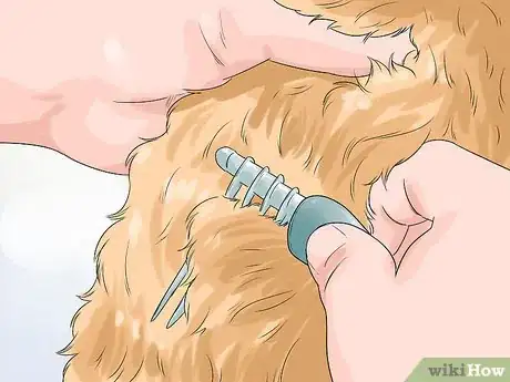 Image titled Groom a Shih Tzu at Home Step 6