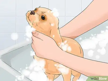 Image titled Groom a Shih Tzu at Home Step 9