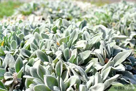 Image titled Cook With Sage Step 1