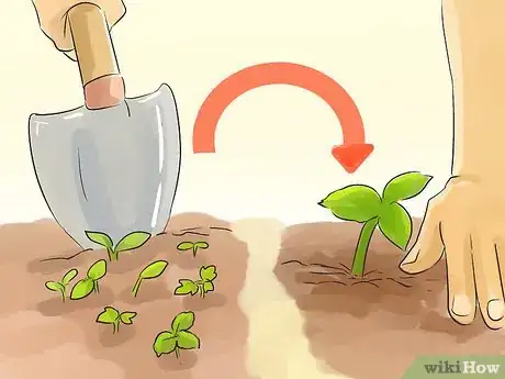 Image titled Prune Helleborus Winter Roses Step 6