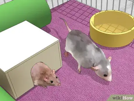 Image titled Introduce Pet Rats Step 10