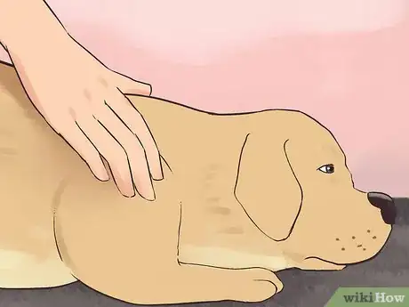 Image titled Create a Sound Reputation As a Dog Breeder Step 11