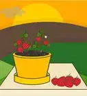 Grow Strawberries in a Pot