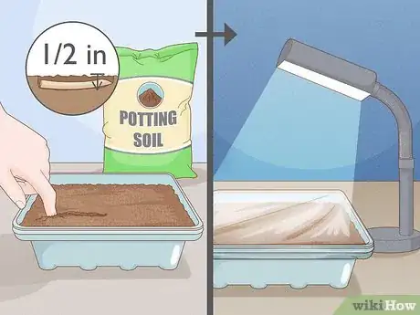 Image titled Propagate Hollyhocks Step 5