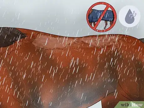 Image titled Prevent Rain Rot in Horses Step 8