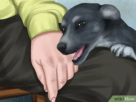 Image titled Handle a Little Dog with a Big Attitude Step 12