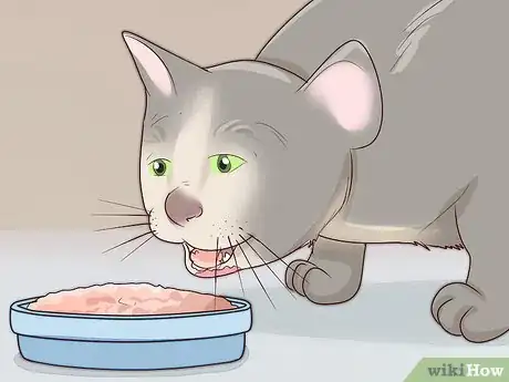 Image titled Treat Feline Acne Step 2