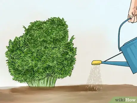 Image titled Divide a Phlox Plant Step 12