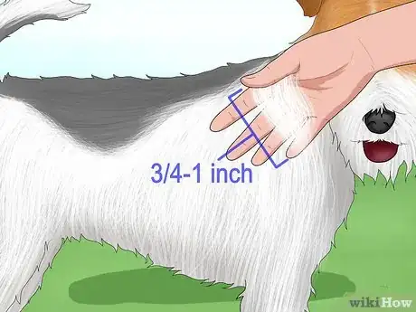 Image titled Identify a Wire Fox Terrier Step 8