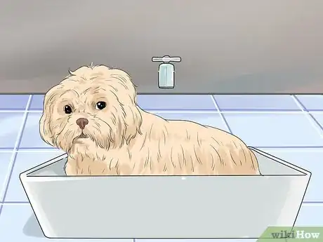 Image titled Groom a Shih Tzu at Home Step 7