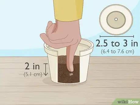 Image titled Grow Runner Beans Step 2