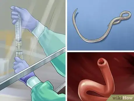 Image titled Remove Parasite Samples from a Cat Step 5