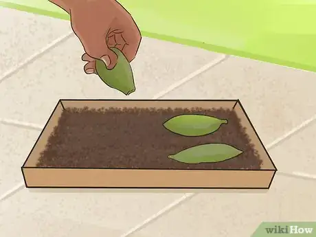 Image titled Propagate Succulents (Without Rooting Hormone) Step 4