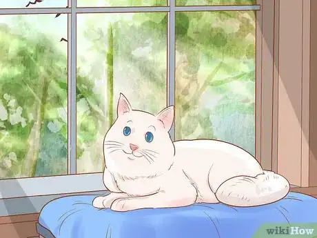 Image titled Make Daily Life Easier for a Mobility‐Impaired Cat Step 10